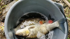 Ryby z tejto rieky nejedzte. Veterinári upozorňujú na látky spôsobujúce rakovinu