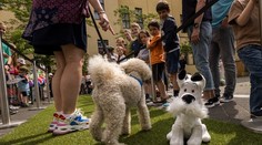 Nezvyčajná súťaž: Hľadali dvojníka psa Asterixa a Obelixa. Porota vybrala štvornohého víťaza