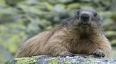 Zima príde čoskoro! Predpovedajú tí, na ktorých nemôžete nadávať