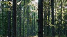 Chlapca, ktorého pred 5 dňami nechali rodičia v lese, ešte nenašli