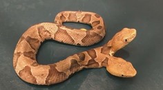 Američanka neverila vlastným očiam. Na dvore našla dvojhlavého hada