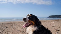 Zdravotné riziká dovoleniek: Veterinárka varuje pred chorobou, ktorá môže byť smrteľná