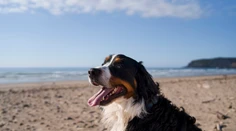 Zdravotné riziká dovoleniek: Veterinárka varuje pred chorobou, ktorá môže byť smrteľná