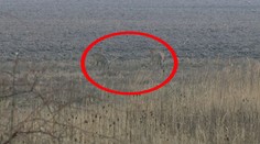 Pozor na „opitú“ zver pri cestách! Je nebezpečná