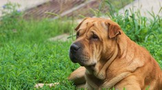 Na úrade zamestnali psa. Kríženec menom Boris „podpísal“ zmluvu odtlačkom laby