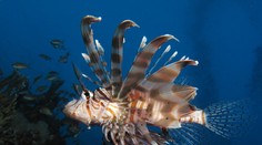 Dovolenkový raj straší „potkan oceánov“ s jedovatými ostňami. Zásah môže byť pekelne bolestivý a spôsobiť aj smrť