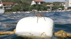 V Chorvátsku vyfotili obrovské pavúky. Patria k najväčším v Európe