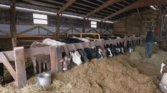 Slintačka a krívačka sa môže ukrývať na nezvyčajnom mieste. Chovatelia nemajú vyhraté