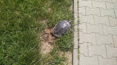 Exotika v Bratislave: Novou atrakciou sa stali korytnačky, ktoré kladú vajcia