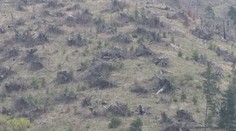 Ochranári prichádzajú s výzvou. Ťažba dreva v slovenských lesoch musí prestať