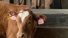 Strelec testoval svoje zbrane na bezbranných zvieratách. Jedno malo šíp v hlave