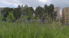 Kosiť či nekosiť? Nové prístupy v starostlivosti o mestskú zeleň majú viacero benefitov