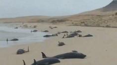 Smutné ráno na Kapverdských ostrovoch. Na pláž vyplavilo 130 uhynutých delfínov