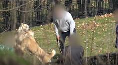 Psie zápasy pri Rožňave: Nachytali sme ich priamo pri čine