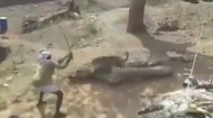 VIDEO: Leopard "zložil" dedinčana, ktorý ho zaháňal veľkou palicou