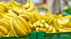 V banánoch objavili jedovatého a útočného pavúka. Evakuovali celý supermarket