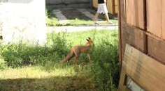 Unikátny autokemping v Štúrove. Behajú po ňom líšky