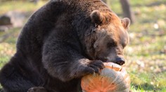 Vedenie envirezortu obsadili ľudia, ktorých ochranári vnímajú ako protistranu. Ťažké časy čakajú aj na medvede