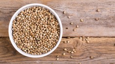 Semená konopy siatej nebudú medzi omamnými látkami