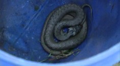 Obyvateľov paneláku v Rožňave vydesila vretenica