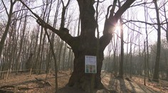 Titul Európsky strom roka chce získať Dračí dub z Malých Karpát. Hlas mu môžete dať ešte pár dní