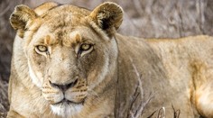 VIDEO: Levica napadla ženu a dve deti. Majitelia šelmy sa len pobavene prizerali