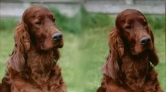 Zdesení psíčkari! Šampióna niekto otrávil zrejme priamo na súťaži