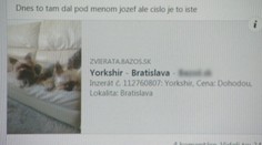 Ľudia sadli na lep podvodníkovi. Zaplatili za šteniatko, no nemajú psa ani peniaze