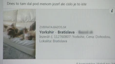 Ľudia sadli na lep podvodníkovi. Zaplatili za šteniatko, no nemajú psa ani peniaze