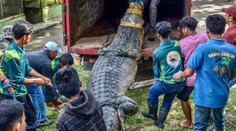 VIDEO: Krotiteľa počas kŕmenia napadol obrovský krokodíl. Desivý incident zachytila kamera