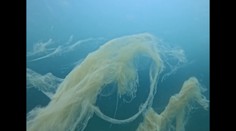 Na severe Jadranu sa vyskytol čudesný morský úkaz. Odborník opísal o čo ide