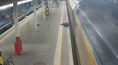 VIDEO: Rýchlik v Česku doslova zmietol muža na koľajisku. Zrážku akoby zázrakom prežil