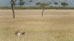 Hádanka na dnes: Geparda na fotke určite nenájdete, či?