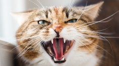 Lietadlo sa muselo krátko po štarte vrátiť na letisko. Na pilotov zaútočila agresívna mačka