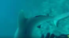 Video plné strachu. Mladík nakrútil, ako sa mu žralok zahryzol do stehna