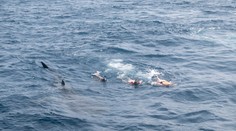 Je možné stornovať zájazd pre útok žraloka v letovisku? Opýtali sme sa cestoviek i poisťovní