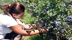 Sezóna zberu čučoriedok sa začala. Nazbierať si ich okrem lesa môžete aj na fialových plantážach