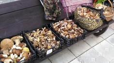 Toto je štvrtkový úlovok jedného hubára. Prezradil nám aj lokalitu