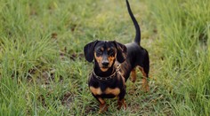 Sploštené nosy a pridlhé chrbty. Plemená psov, ktoré by pre svoj vzhľad mohli trpieť, chcú zakázať