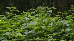 Pochádzajú z ďalekých krajín a ohrozujú zeleň. Vykynožiť tieto rastliny nie je ľahké