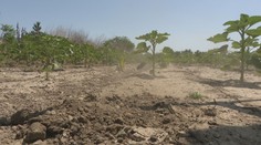 Slovensko sužuje extrémne sucho, poľnohospodári tŕpnu. Ovocinárom hrozí katastrofa