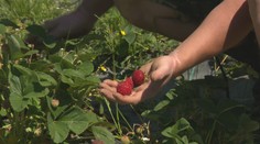 Úrody má toľko, že ju ani nestíha predávať. Na Zemplíne si preto zriadil samoobslužné farmy