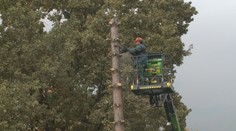 Nemajú kde postaviť autá, no zelene sa vzdať nechcú. Prešovčanom stromy pred domom nahradí parkovisko