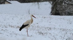 OBRAZOM: Bocian sa prechádza zasneženou krajinou. Fotograf zachytil výnimočný moment