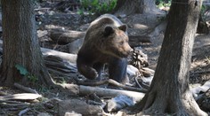 Medveď vraj telo nebohej Bielorusky ťahal asi 20 metrov. Šelmu utratia