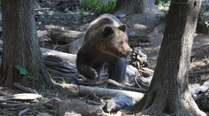 Po zimnom spánku ho premohol hlad. Medveď sa vlámal do kuchyne tatranskej čajovne