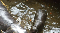Nový rozkošný prírastok v bratislavskej ZOO