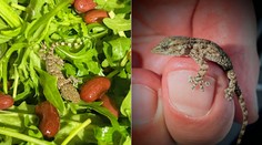 Žena ostala pri robení šalátu v šoku. V balení rukoly sa skrýval malý gekon