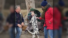 Rodinná prechádzka lesom sa skončila tragédiou. Poľovník im zastrelil psa