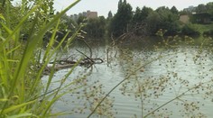 Dýchacie ťažkosti, vyrážky, ale i črevné problémy. So sinicami bojujú na košickom jazere